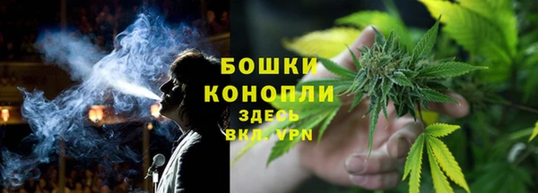 прущие грибы Надым
